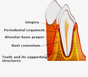 dental apparatus